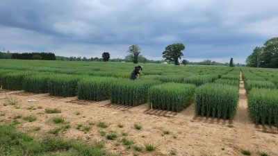 Disease Scoring